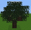 Tree pic.png