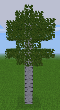 Aspen tree